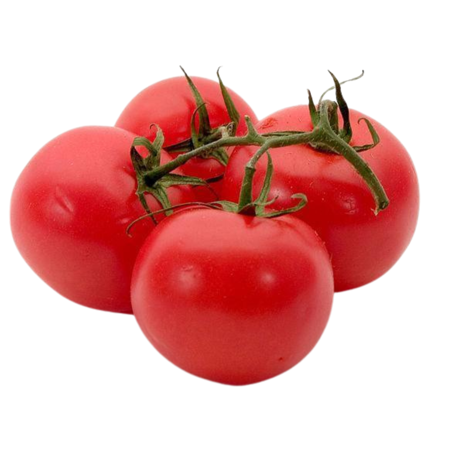 Tomaten Bio